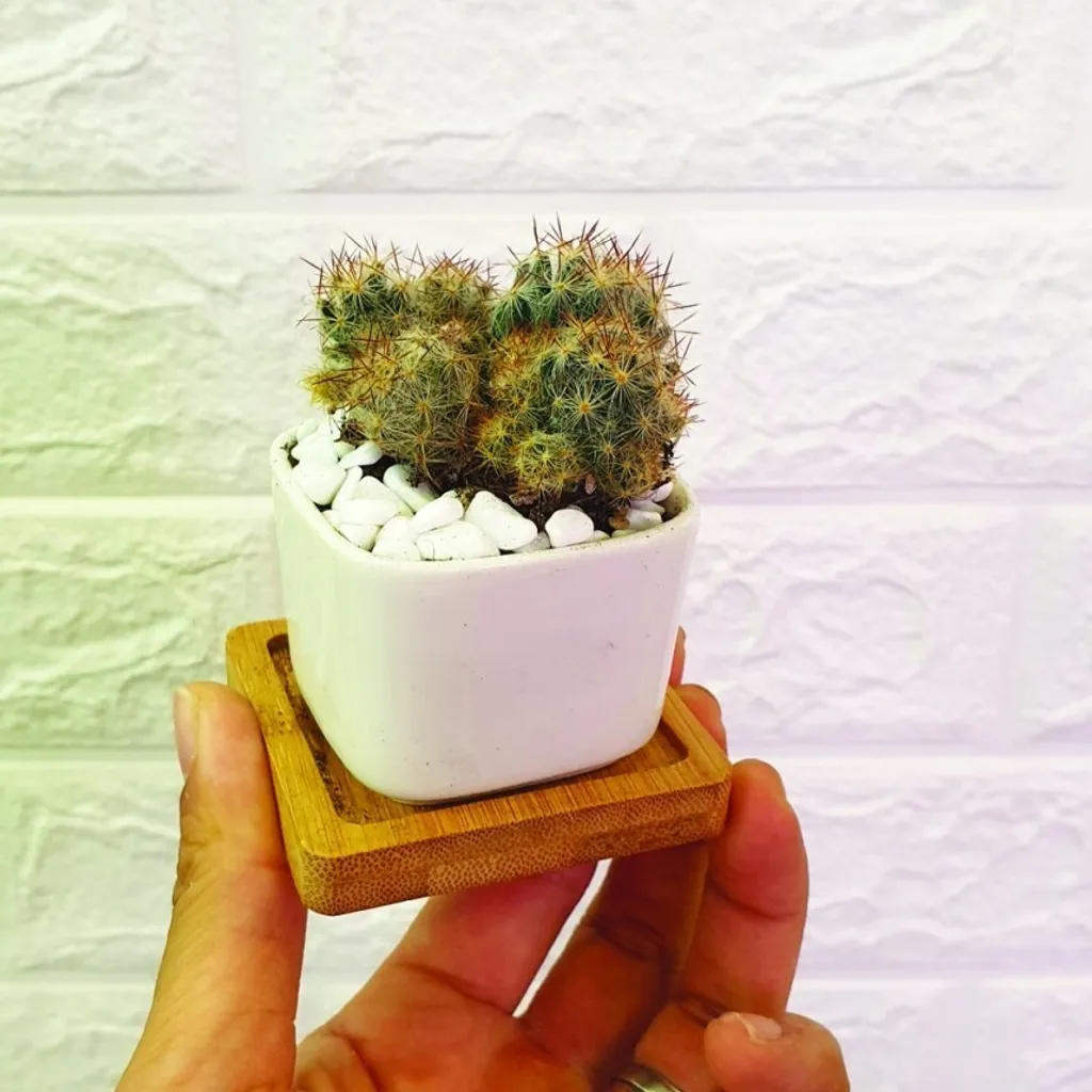 white-ceramic-pots-series (2)