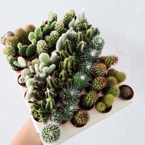 mini cactus