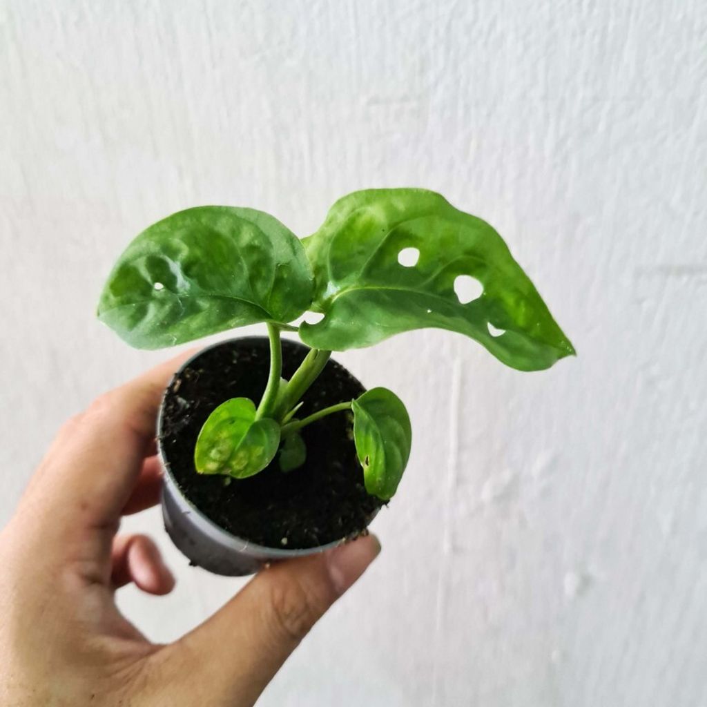 Monstera-adansonii-Mini