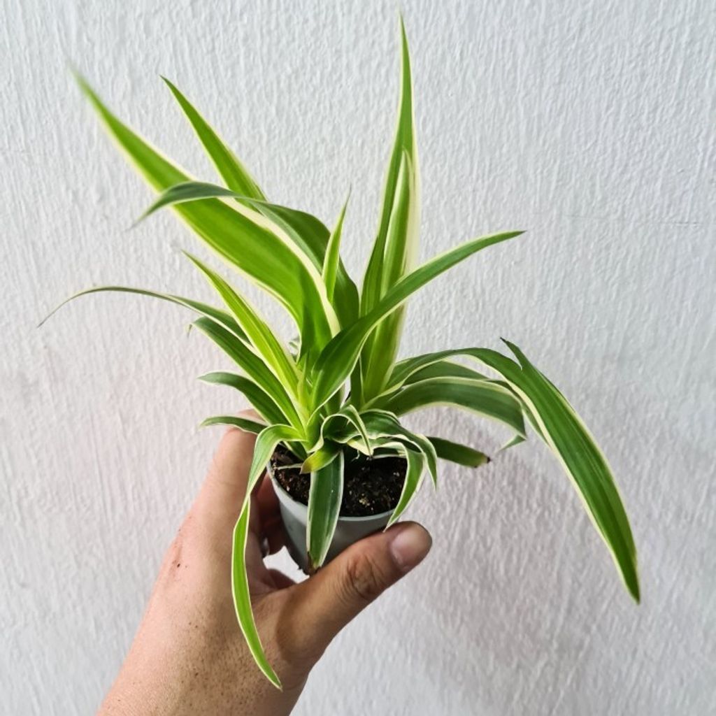 Chlorophytum-mini