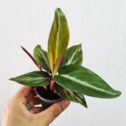 stromanthe-sanguinea-mini