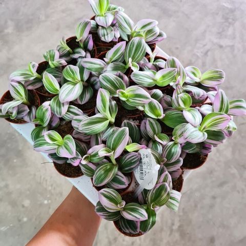 tradescantia-albiflora-nanouk-mini