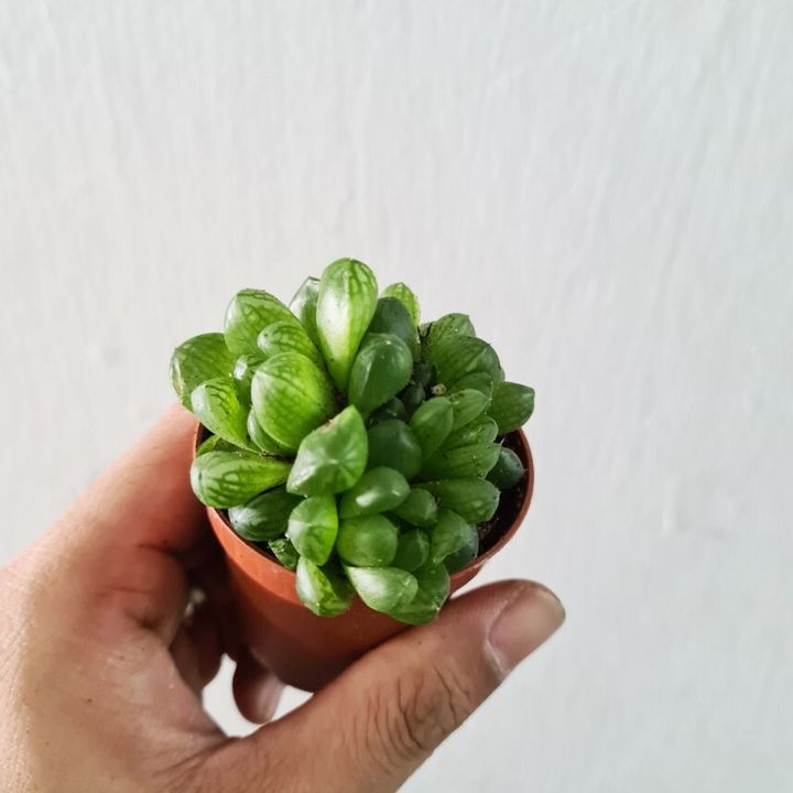 haworthia cooperii