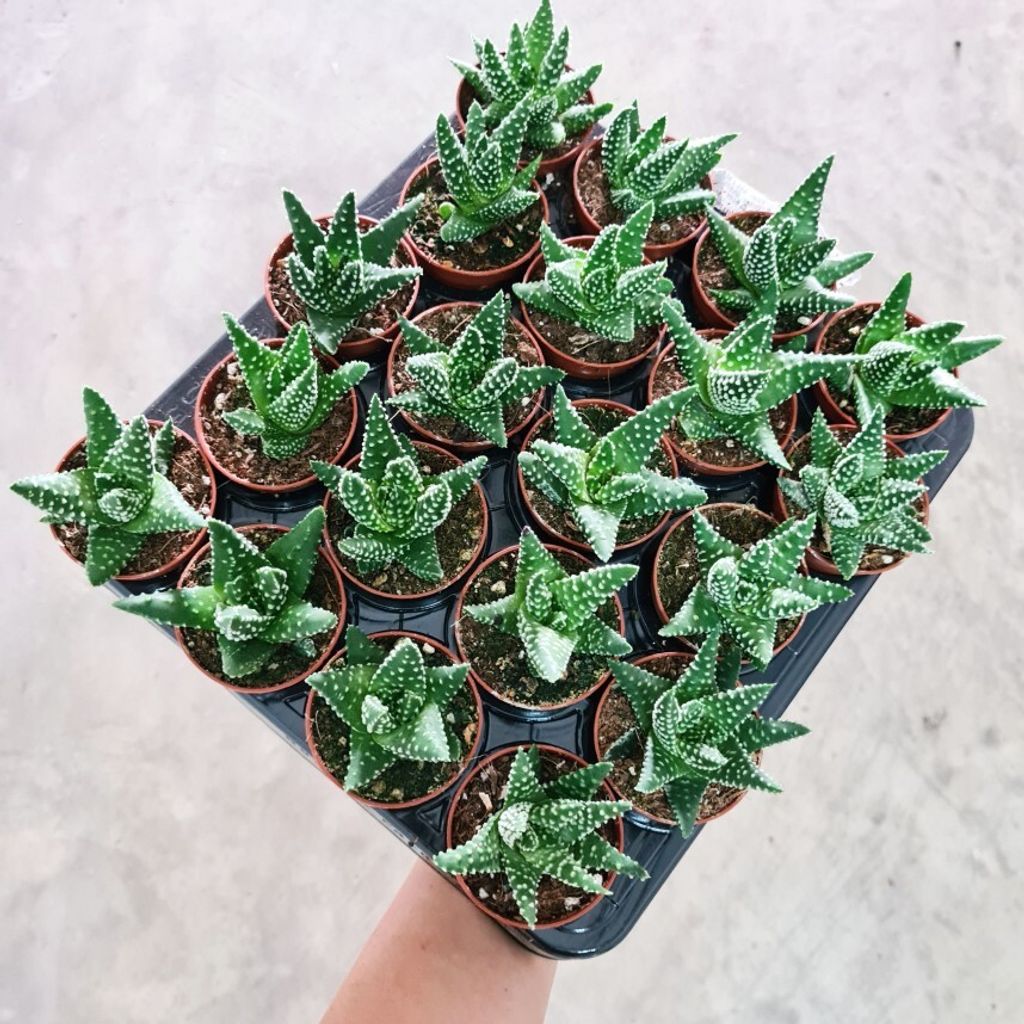 haworthia margaritifera