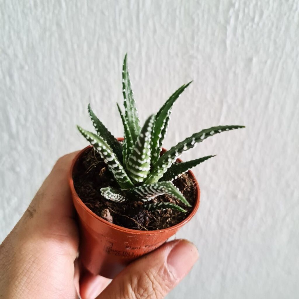 haworthia big band