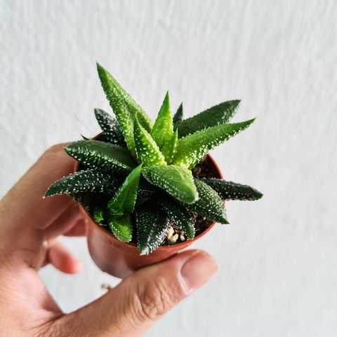 haworthia enon