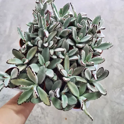 Kalanchoe-tormentosa