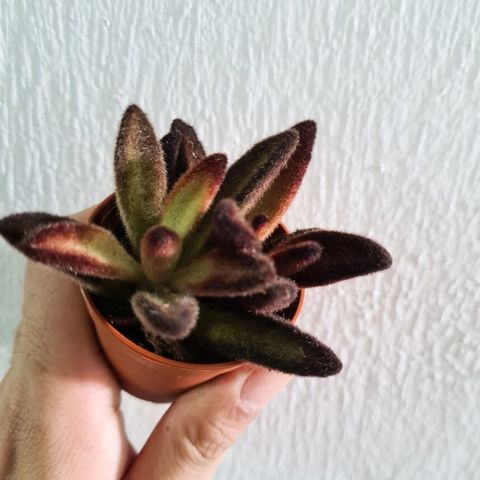 Kalanchoe chocolate