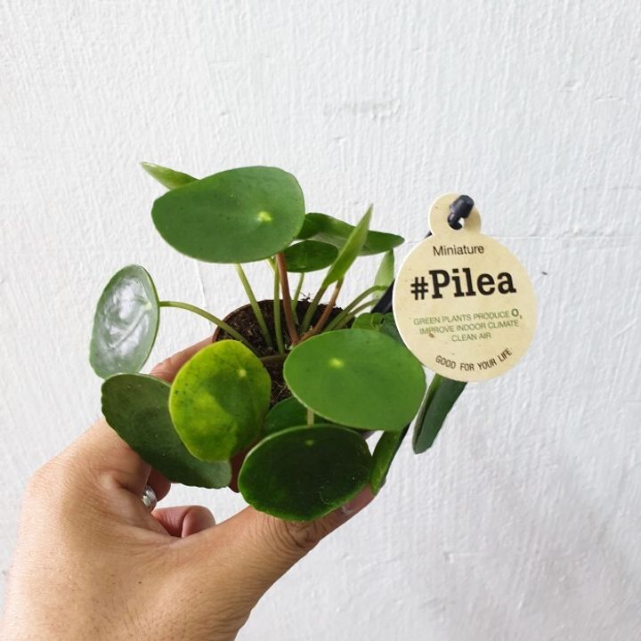 indoor-foliage-plant-pilea-peperomoides