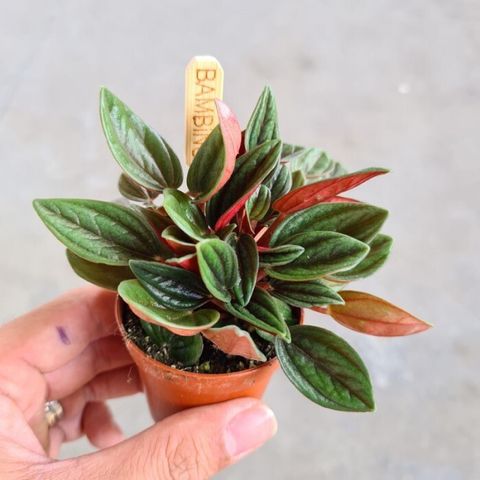 peperomia-rosso-mini