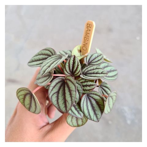 indoor-foliage-plants-peperomia-piccola-band-mini