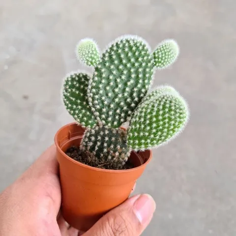 opuntia-microdasys-albispina-mickey-mouse