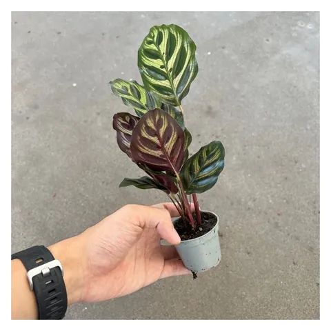 calathea makoyana