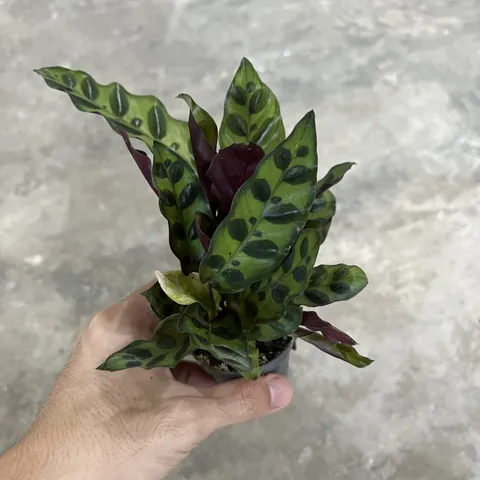 calathea-insignis-mini