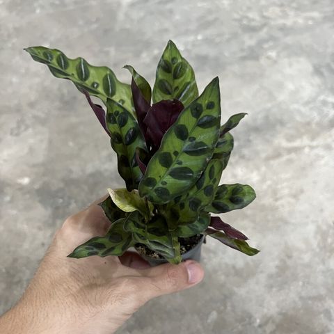 calathea-insignis-mini