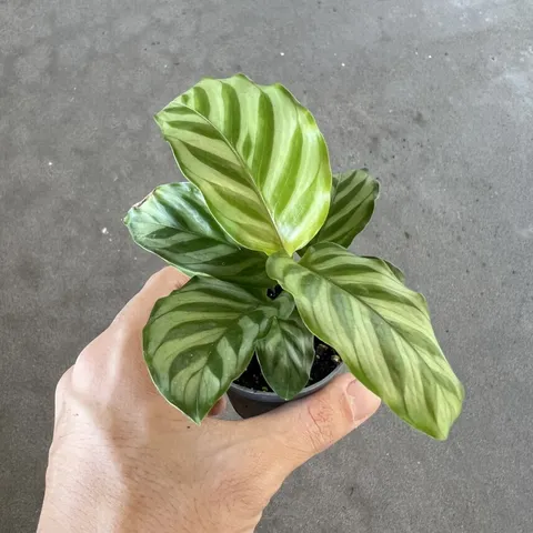 calathea-freddie-mini