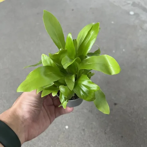 asplenium-nidus-mini