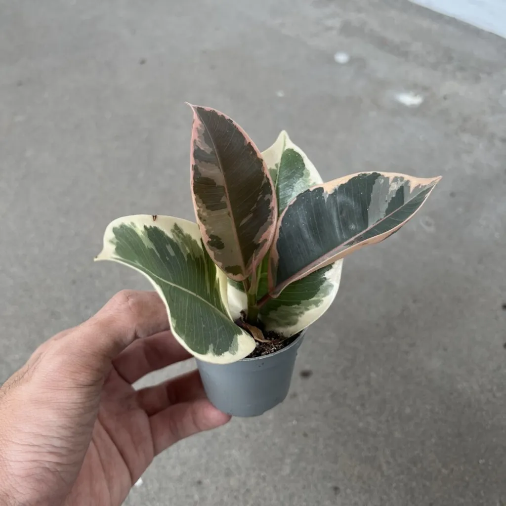 ficus-elastica-tineke