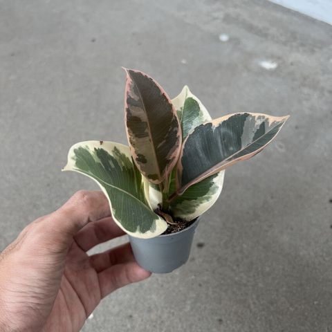 ficus-elastica-tineke