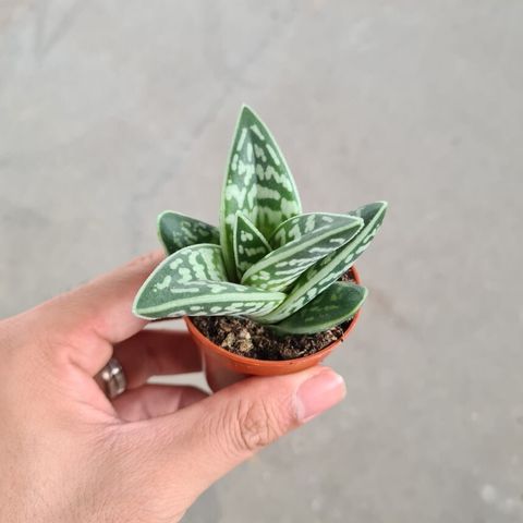 aloe-tribal-mini