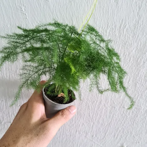 asparagus-setaceus-mini