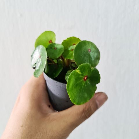 Begonia ruby