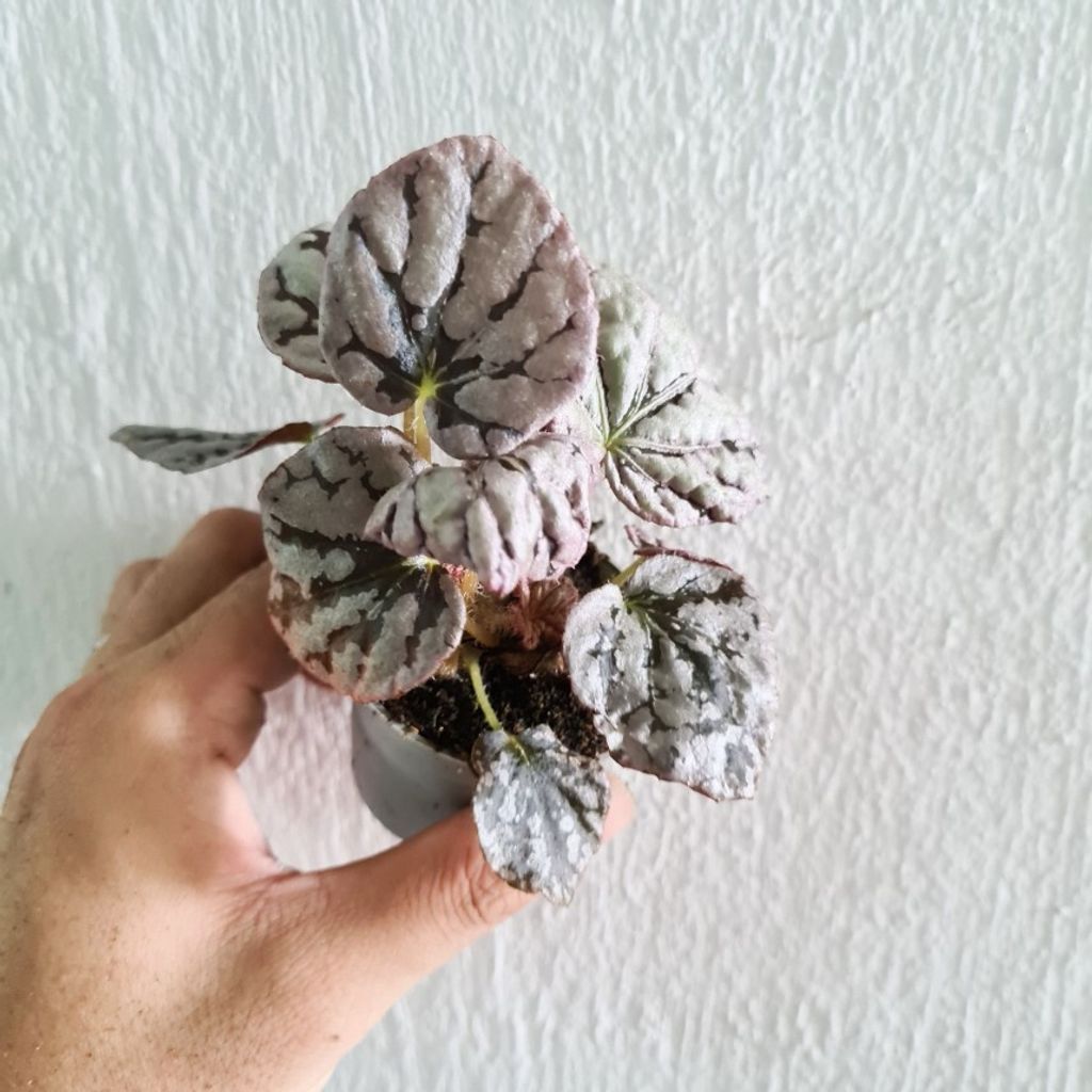 Begonia chayo