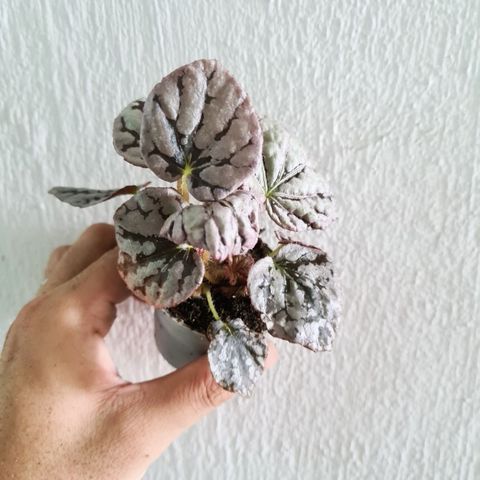 Begonia chayo