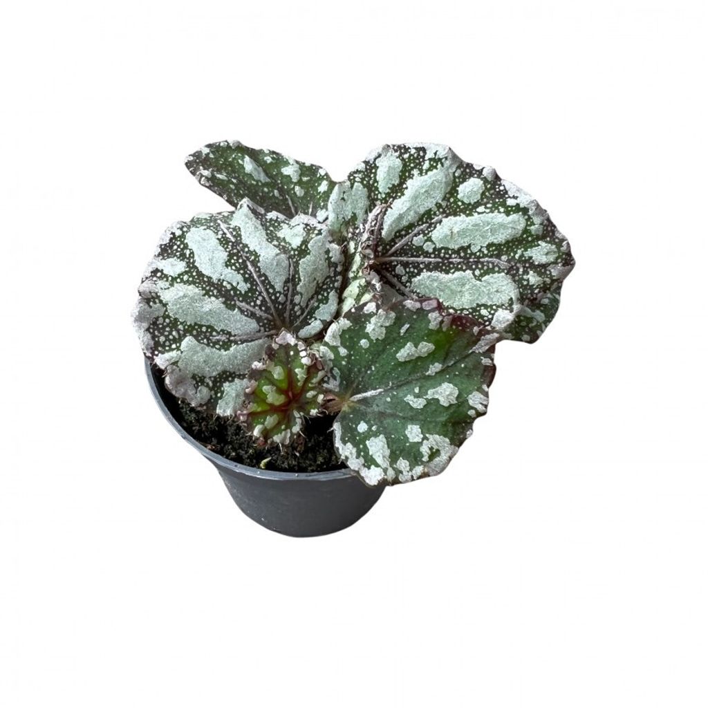 Begonia dew drop