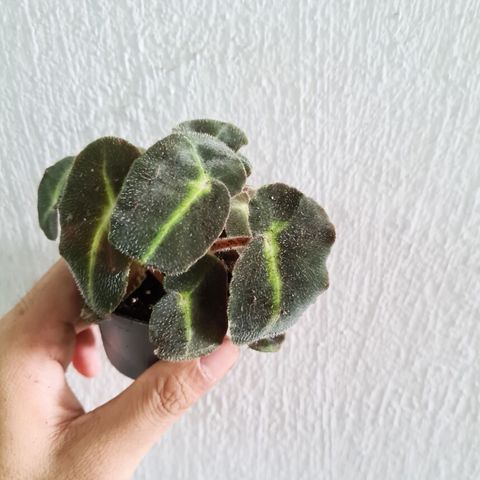 Begonia rex listrada