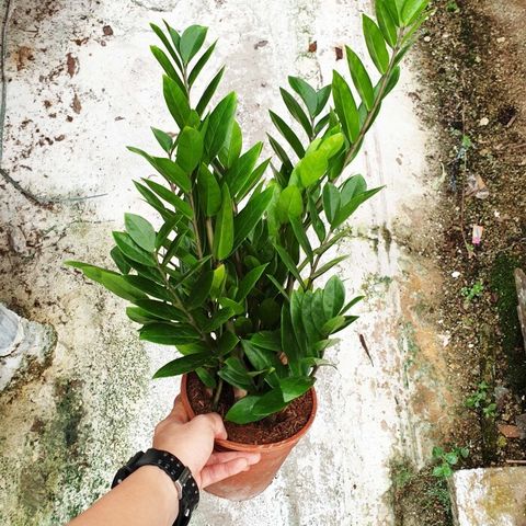 Zamioculcas-zamiifolia