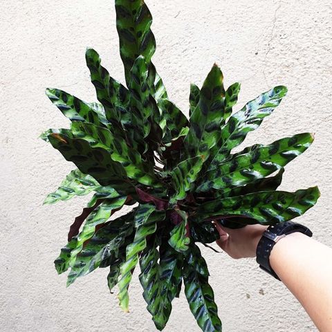 Calathea-insignis