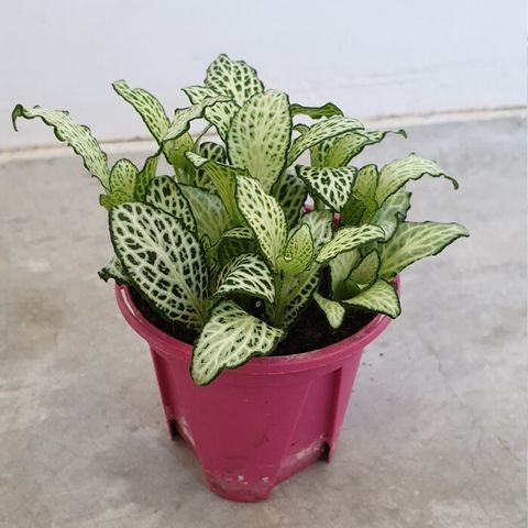 Fittonia-green