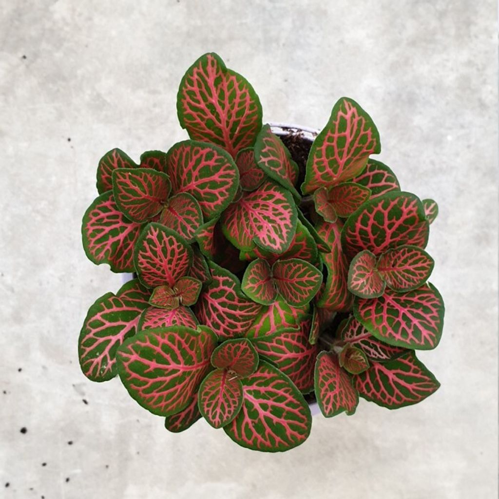 Fittonia-red