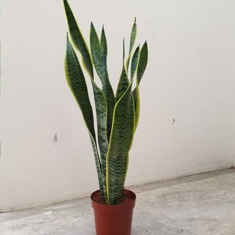 Sansevieria-trifasciata