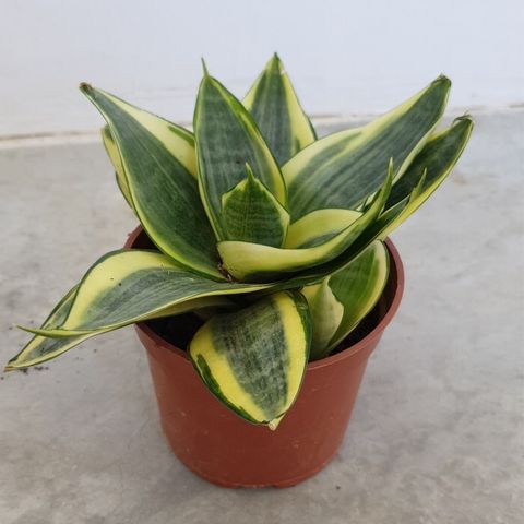 Sansevieria-Golden-Hahnii