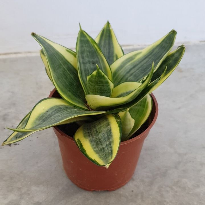 Sansevieria-Golden-Hahnii
