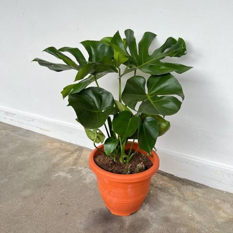 monstera-deliciosa-medium