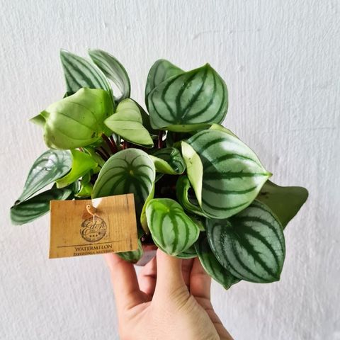 Peperomia-argyreia-watermelon