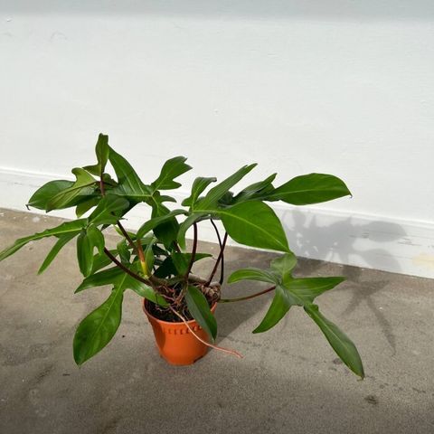 Philodendron-Green-Florida