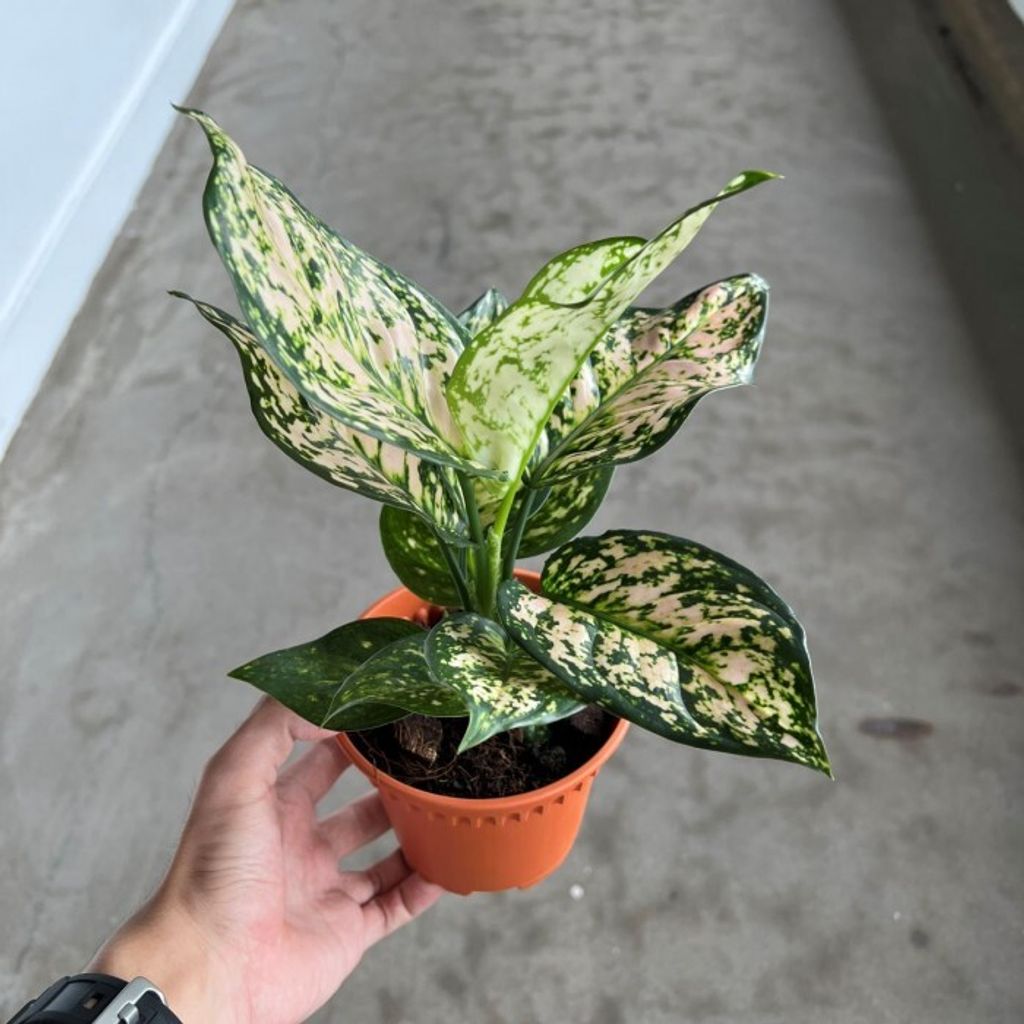 aglaonema-eileen