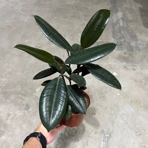 Ficus-elastica-medium