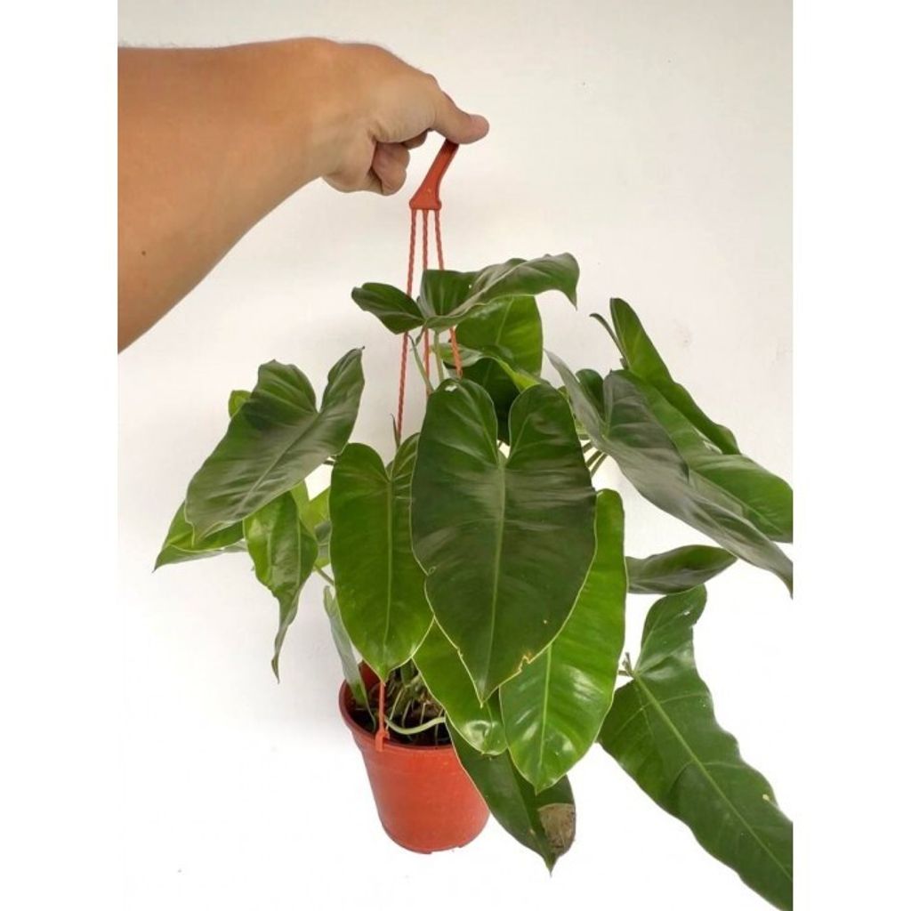 indoor-foliage-plants-philodendron-burle-marx