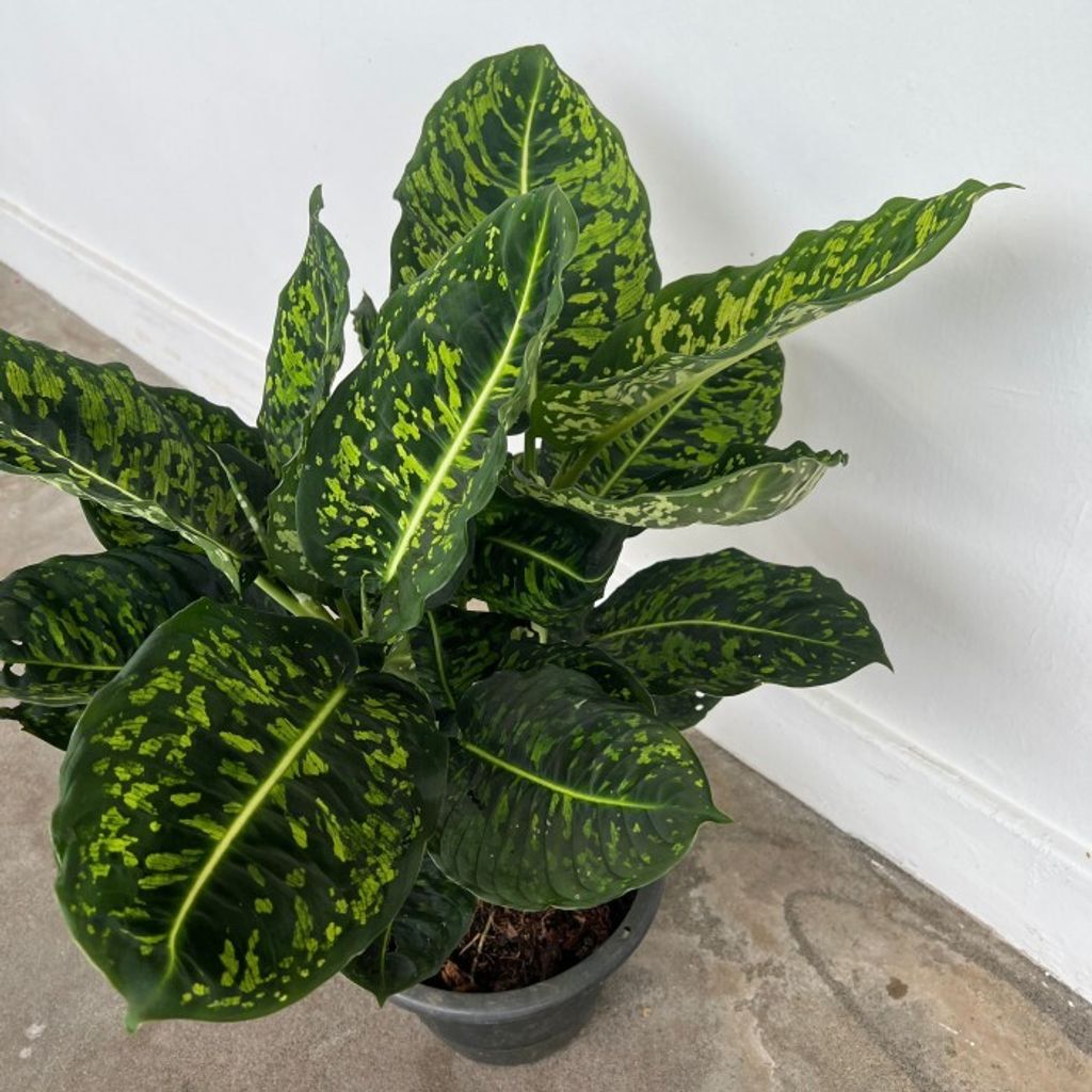 dieffenbachia-cheetah