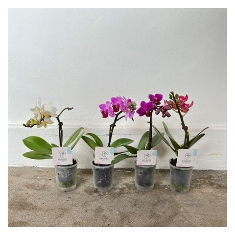 phalaenopsis-mf-little-lady-mix-mini-orchid