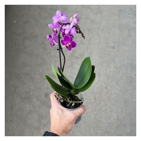 indoor-foliage-plant-phalaenopsis-mf-little-lady-mix-mini-orchid