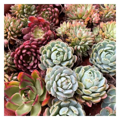 8-assorted-bareroot-succulents