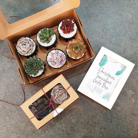 succulent-gift-box (1)