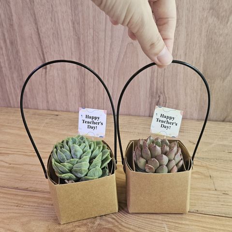 Mini Succ Gift Bag _sq