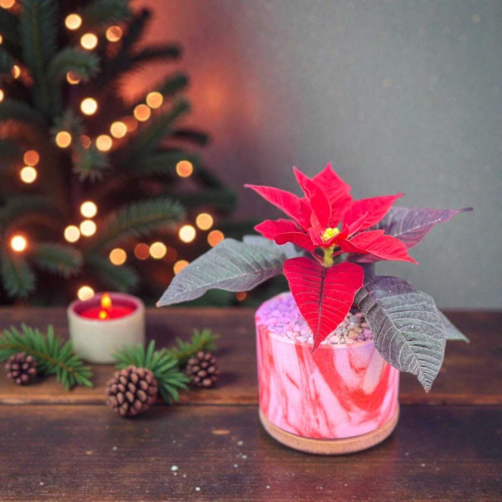 WhatsApp Image 2025-12-17 at 10.36.02 AM